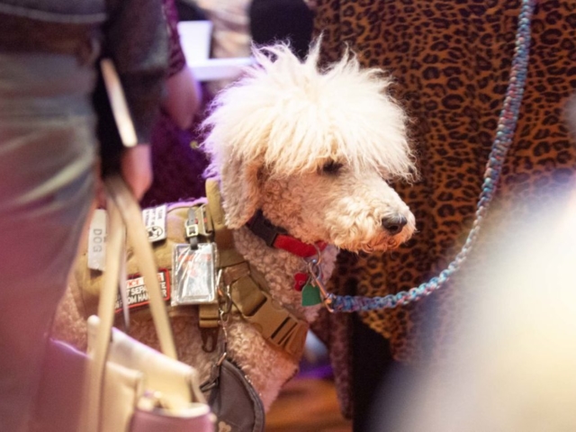 Had to admire the hairdo on this guide dog at 20Books Vegas.